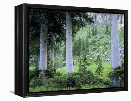 Engelmann Spruce Trees, Wasatch-Cache National Forest, Utah, USA-Scott T^ Smith-Framed Premier Image Canvas