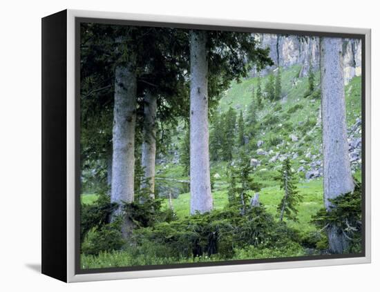Engelmann Spruce Trees, Wasatch-Cache National Forest, Utah, USA-Scott T^ Smith-Framed Premier Image Canvas