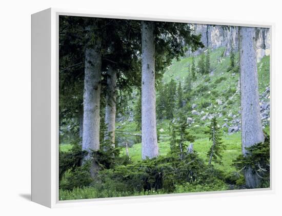 Engelmann Spruce Trees, Wasatch-Cache National Forest, Utah, USA-Scott T^ Smith-Framed Premier Image Canvas