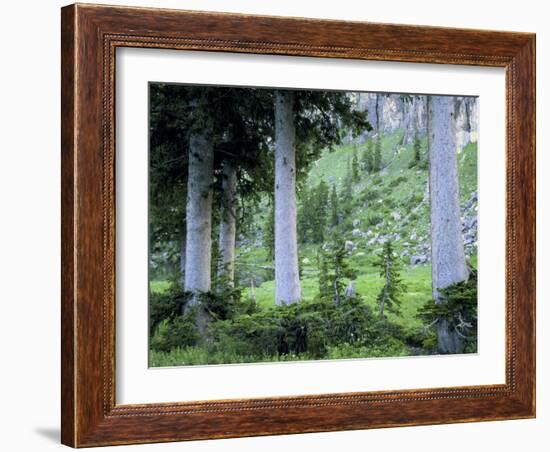 Engelmann Spruce Trees, Wasatch-Cache National Forest, Utah, USA-Scott T^ Smith-Framed Photographic Print