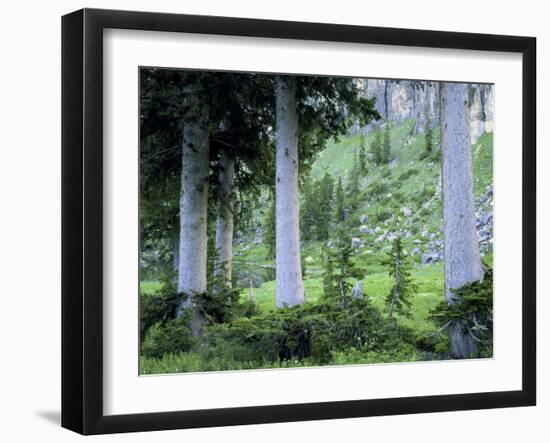 Engelmann Spruce Trees, Wasatch-Cache National Forest, Utah, USA-Scott T^ Smith-Framed Photographic Print