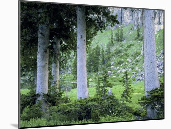Engelmann Spruce Trees, Wasatch-Cache National Forest, Utah, USA-Scott T^ Smith-Mounted Photographic Print