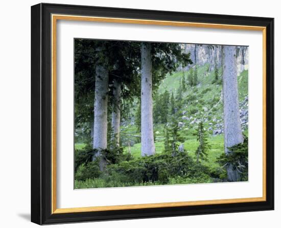 Engelmann Spruce Trees, Wasatch-Cache National Forest, Utah, USA-Scott T^ Smith-Framed Photographic Print