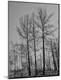 Photographic Print