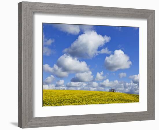 England, Hampshire, Rape Fields and Clouds-Steve Vidler-Framed Photographic Print