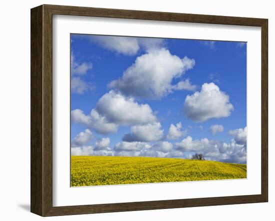England, Hampshire, Rape Fields and Clouds-Steve Vidler-Framed Photographic Print