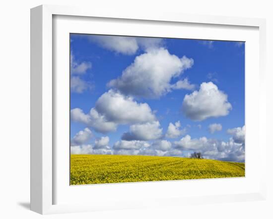 England, Hampshire, Rape Fields and Clouds-Steve Vidler-Framed Photographic Print