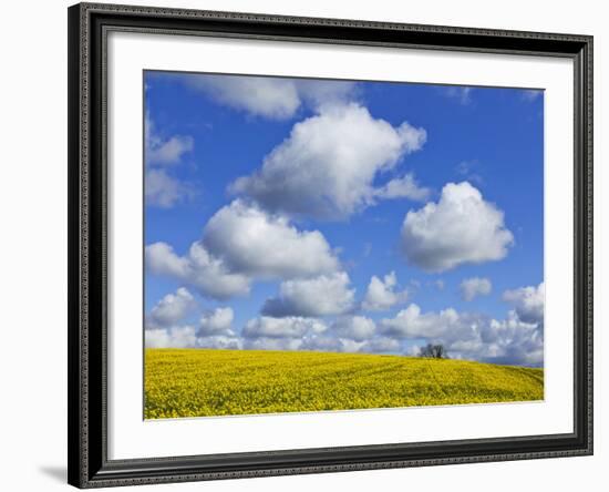 England, Hampshire, Rape Fields and Clouds-Steve Vidler-Framed Photographic Print