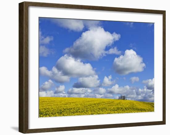 England, Hampshire, Rape Fields and Clouds-Steve Vidler-Framed Photographic Print