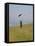 England, Isle of Wight; Boy Flying a Kite on the Downs Near Compton Bay in Southwest of the Island-Will Gray-Framed Premier Image Canvas