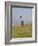 England, Isle of Wight; Boy Flying a Kite on the Downs Near Compton Bay in Southwest of the Island-Will Gray-Framed Photographic Print