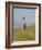 England, Isle of Wight; Boy Flying a Kite on the Downs Near Compton Bay in Southwest of the Island-Will Gray-Framed Photographic Print