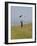 England, Isle of Wight; Boy Flying a Kite on the Downs Near Compton Bay in Southwest of the Island-Will Gray-Framed Photographic Print