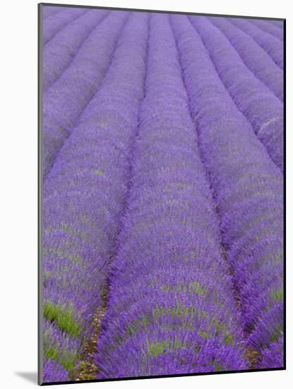 England, Kent, Shoreham, Lavender Fields at Shoreham, in North Kent-Katie Garrod-Mounted Photographic Print