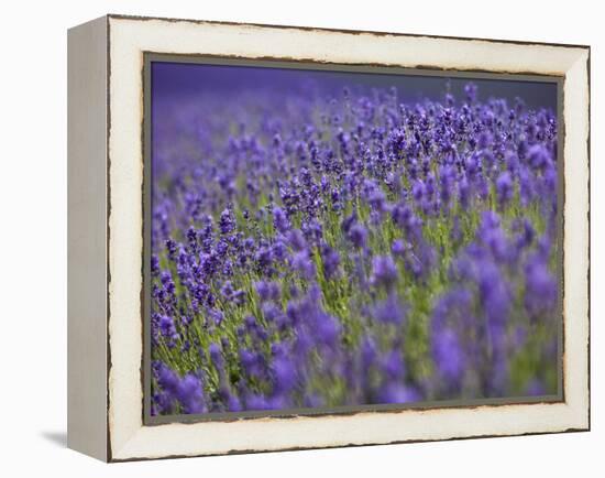 England, Kent, Shoreham, Lavender Fields at Shoreham, in North Kent-Katie Garrod-Framed Premier Image Canvas