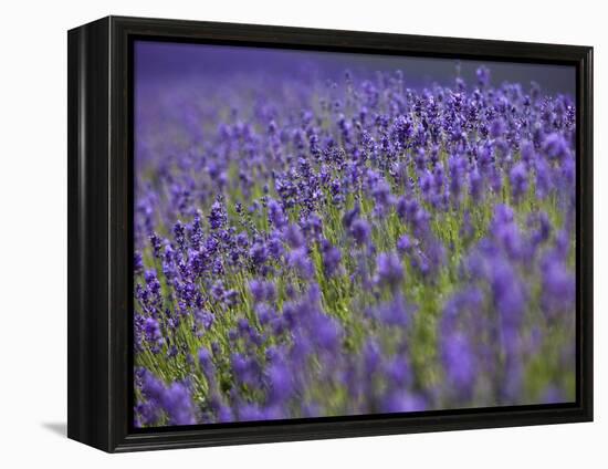 England, Kent, Shoreham, Lavender Fields at Shoreham, in North Kent-Katie Garrod-Framed Premier Image Canvas