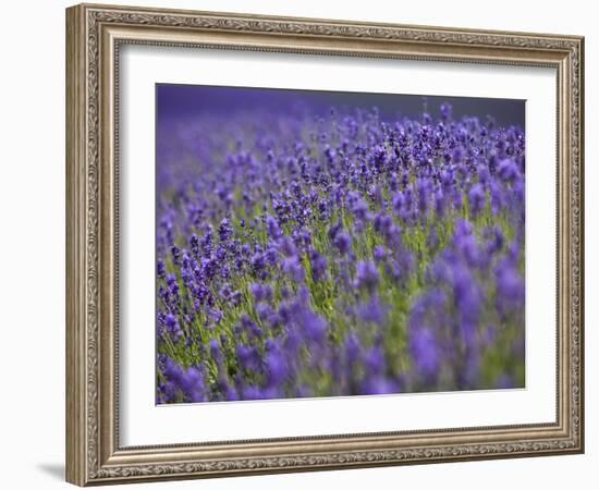 England, Kent, Shoreham, Lavender Fields at Shoreham, in North Kent-Katie Garrod-Framed Photographic Print
