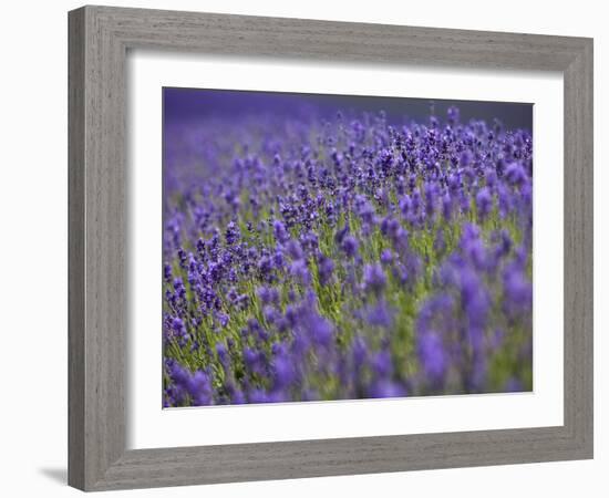 England, Kent, Shoreham, Lavender Fields at Shoreham, in North Kent-Katie Garrod-Framed Photographic Print