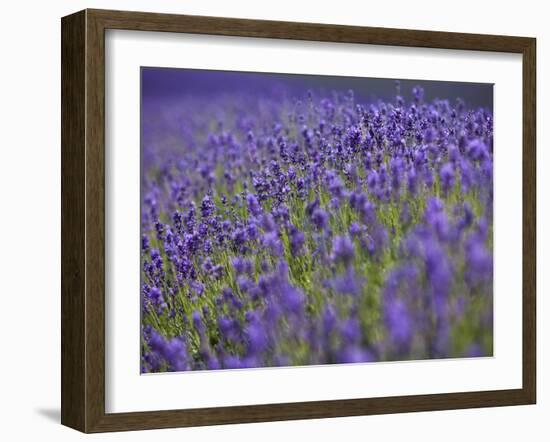 England, Kent, Shoreham, Lavender Fields at Shoreham, in North Kent-Katie Garrod-Framed Photographic Print