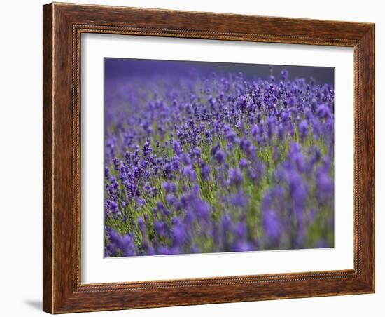 England, Kent, Shoreham, Lavender Fields at Shoreham, in North Kent-Katie Garrod-Framed Photographic Print