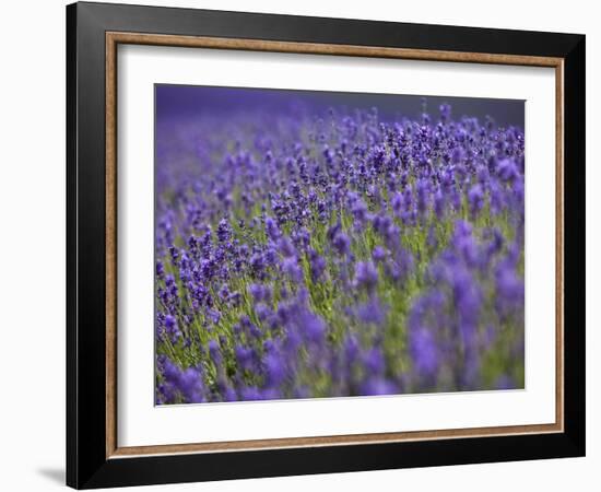 England, Kent, Shoreham, Lavender Fields at Shoreham, in North Kent-Katie Garrod-Framed Photographic Print