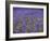 England, Kent, Shoreham, Lavender Fields at Shoreham, in North Kent-Katie Garrod-Framed Photographic Print