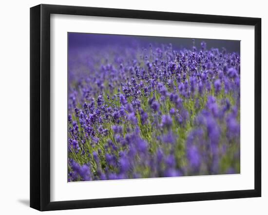 England, Kent, Shoreham, Lavender Fields at Shoreham, in North Kent-Katie Garrod-Framed Photographic Print