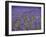 England, Kent, Shoreham, Lavender Fields at Shoreham, in North Kent-Katie Garrod-Framed Photographic Print