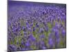 England, Kent, Shoreham, Lavender Fields at Shoreham, in North Kent-Katie Garrod-Mounted Photographic Print