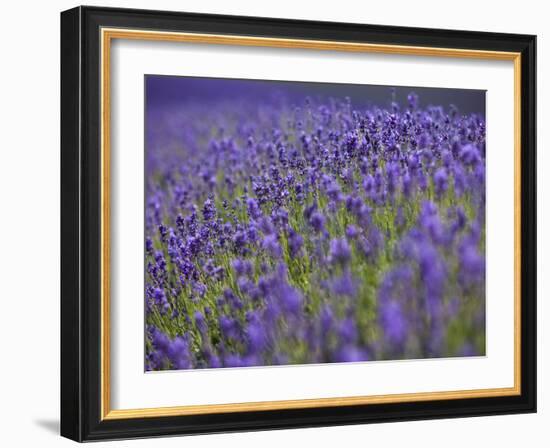 England, Kent, Shoreham, Lavender Fields at Shoreham, in North Kent-Katie Garrod-Framed Photographic Print