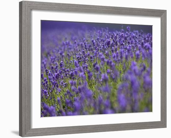 England, Kent, Shoreham, Lavender Fields at Shoreham, in North Kent-Katie Garrod-Framed Photographic Print