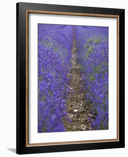 England, Kent, Shoreham, Lavender Fields at Shoreham, in North Kent-Katie Garrod-Framed Photographic Print