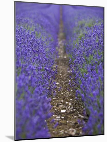 England, Kent, Shoreham, Lavender Fields at Shoreham, in North Kent-Katie Garrod-Mounted Photographic Print