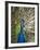 England, Kent, Wingham, Peacock Displaying at Wingham Wildlife Park-Katie Garrod-Framed Photographic Print