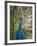 England, Kent, Wingham, Peacock Displaying at Wingham Wildlife Park-Katie Garrod-Framed Photographic Print