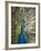 England, Kent, Wingham, Peacock Displaying at Wingham Wildlife Park-Katie Garrod-Framed Photographic Print