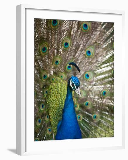 England, Kent, Wingham, Peacock Displaying at Wingham Wildlife Park-Katie Garrod-Framed Photographic Print