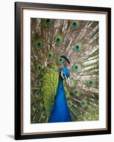 England, Kent, Wingham, Peacock Displaying at Wingham Wildlife Park-Katie Garrod-Framed Photographic Print