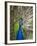 England, Kent, Wingham, Peacock Displaying at Wingham Wildlife Park-Katie Garrod-Framed Photographic Print