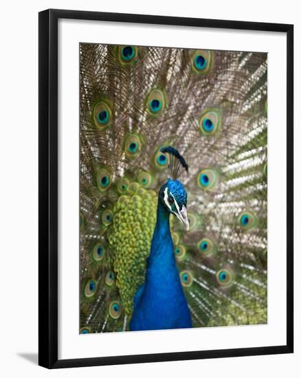 England, Kent, Wingham, Peacock Displaying at Wingham Wildlife Park-Katie Garrod-Framed Photographic Print