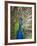 England, Kent, Wingham, Peacock Displaying at Wingham Wildlife Park-Katie Garrod-Framed Photographic Print