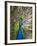 England, Kent, Wingham, Peacock Displaying at Wingham Wildlife Park-Katie Garrod-Framed Photographic Print