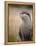 England, Leicestershire; Short-Clawed Asian Otter at Twycross Zoo Near the National Zoo-Will Gray-Framed Premier Image Canvas