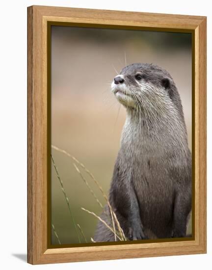 England, Leicestershire; Short-Clawed Asian Otter at Twycross Zoo Near the National Zoo-Will Gray-Framed Premier Image Canvas