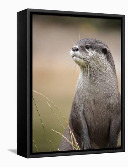 England, Leicestershire; Short-Clawed Asian Otter at Twycross Zoo Near the National Zoo-Will Gray-Framed Premier Image Canvas