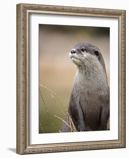 England, Leicestershire; Short-Clawed Asian Otter at Twycross Zoo Near the National Zoo-Will Gray-Framed Photographic Print