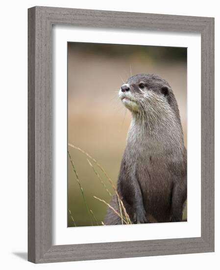 England, Leicestershire; Short-Clawed Asian Otter at Twycross Zoo Near the National Zoo-Will Gray-Framed Photographic Print