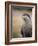 England, Leicestershire; Short-Clawed Asian Otter at Twycross Zoo Near the National Zoo-Will Gray-Framed Photographic Print