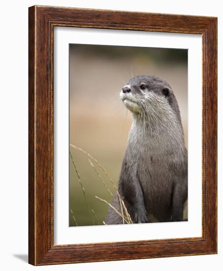 England, Leicestershire; Short-Clawed Asian Otter at Twycross Zoo Near the National Zoo-Will Gray-Framed Photographic Print