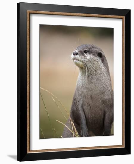 England, Leicestershire; Short-Clawed Asian Otter at Twycross Zoo Near the National Zoo-Will Gray-Framed Photographic Print